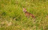 TANZANIA - Ngorongoro Crater - 27 Gattopardo